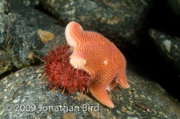 Antarctic Sea star [Odontaster validus]