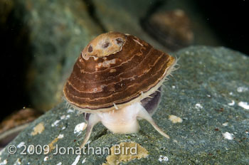 Antarctic Limpet [Nacella concinna]