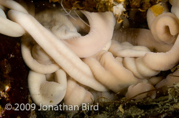 Giant Ribbon worm [Parborlasia corrugatus]