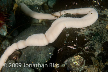 Giant Ribbon worm [Parborlasia corrugatus]