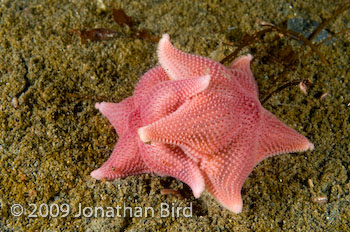 Antarctic Sea star [Odontaster validus]