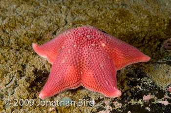 Antarctic Sea star [Odontaster validus]