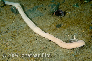 Giant Ribbon worm [Parborlasia corrugatus]