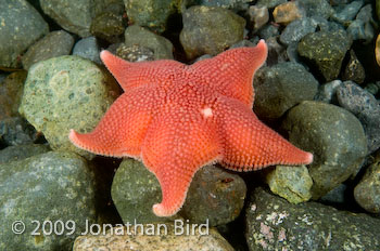 Antarctic Sea star [Odontaster validus]