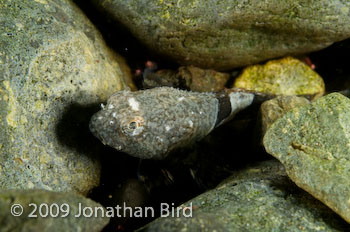 Antarctic Spiny plunderfish [Harpagifer antarcticus]