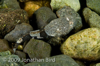 Antarctic Spiny plunderfish [Harpagifer antarcticus]