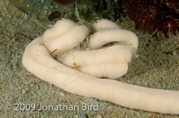 Giant Ribbon worm [Parborlasia corrugatus]