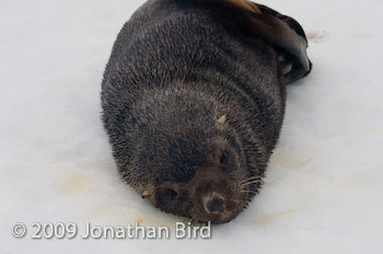 Antarctic Fur seal [Arctocephalus tropicalis]