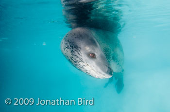 Leopard Seal [Hydruga leptonyx]