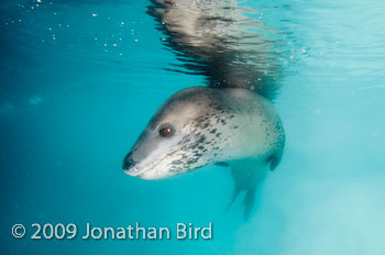 Leopard Seal [Hydruga leptonyx]