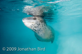 Leopard Seal [Hydruga leptonyx]