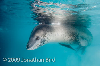 Leopard Seal [Hydruga leptonyx]