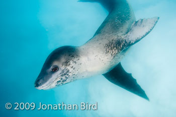 Leopard Seal [Hydruga leptonyx]