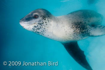 Leopard Seal [Hydruga leptonyx]