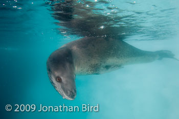 Leopard Seal [Hydruga leptonyx]