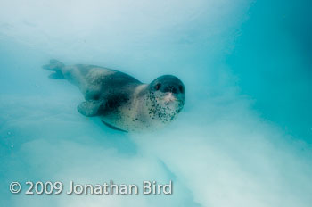 Leopard Seal [Hydruga leptonyx]