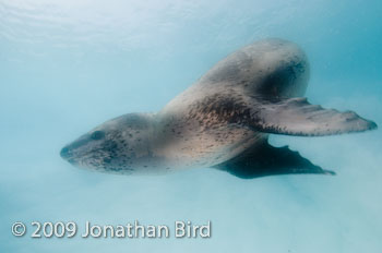 Leopard Seal [Hydruga leptonyx]