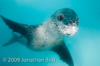 Leopard Seal [Hydruga leptonyx]