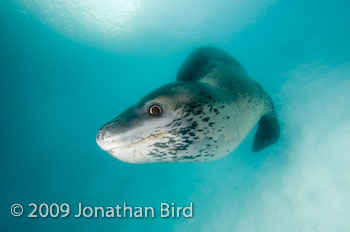 Leopard Seal [Hydruga leptonyx]