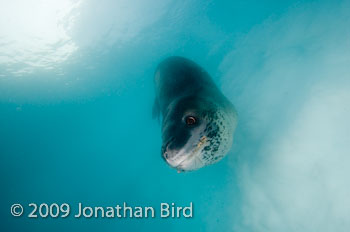 Leopard Seal [Hydruga leptonyx]