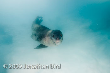 Leopard Seal [Hydruga leptonyx]