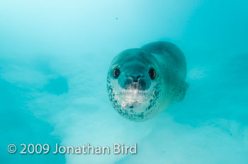 Leopard Seal [Hydruga leptonyx]