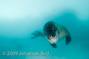 Leopard Seal [Hydruga leptonyx]