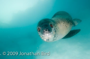 Leopard Seal [Hydruga leptonyx]