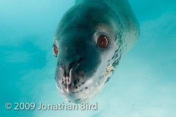 Leopard Seal [Hydruga leptonyx]