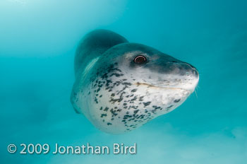 Leopard Seal [Hydruga leptonyx]