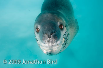 Leopard Seal [Hydruga leptonyx]