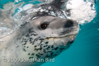 Leopard Seal [Hydruga leptonyx]