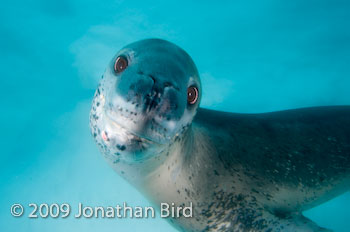 Leopard Seal [Hydruga leptonyx]