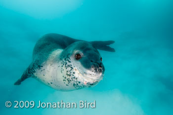 Leopard Seal [Hydruga leptonyx]