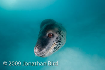 Leopard Seal [Hydruga leptonyx]