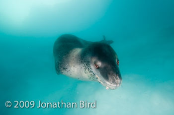 Leopard Seal [Hydruga leptonyx]