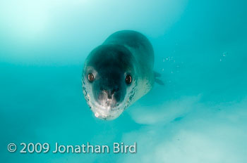 Leopard Seal [Hydruga leptonyx]