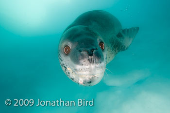 Leopard Seal [Hydruga leptonyx]