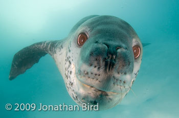 Leopard Seal [Hydruga leptonyx]