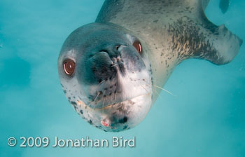 Leopard Seal [Hydruga leptonyx]