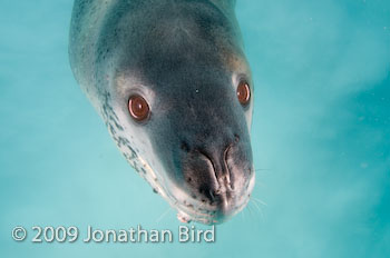 Leopard Seal [Hydruga leptonyx]