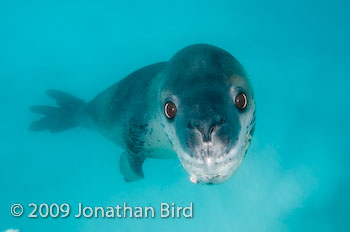 Leopard Seal [Hydruga leptonyx]