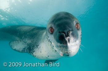 Leopard Seal [Hydruga leptonyx]