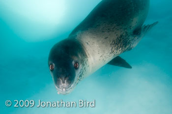 Leopard Seal [Hydruga leptonyx]
