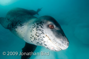 Leopard Seal [Hydruga leptonyx]