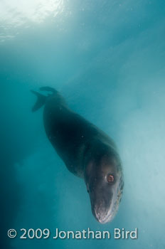 Leopard Seal [Hydruga leptonyx]