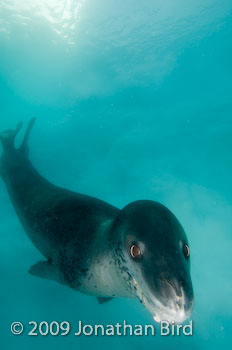 Leopard Seal [Hydruga leptonyx]