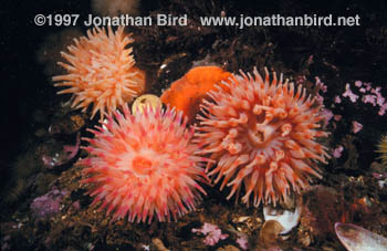 Tealia Anemone [Tealia crassicornis]