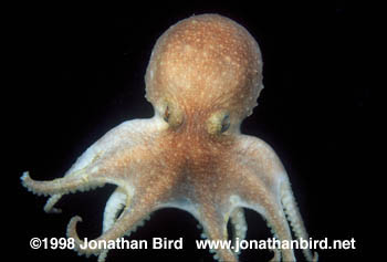 Arctic Octopus [Bathypolypus arcticus]