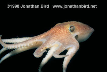 Arctic Octopus [Bathypolypus arcticus]